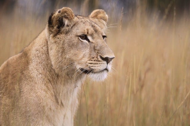 Lion Enclosure Tour - Gweru, Zimbabwe | byolife.co.zw