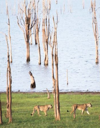 Changa Safari Camp