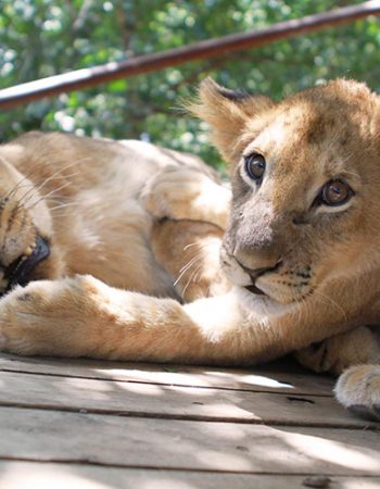 Chipangali Wildlife Orphanage