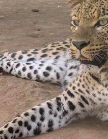 Chipangali Wildlife Orphanage