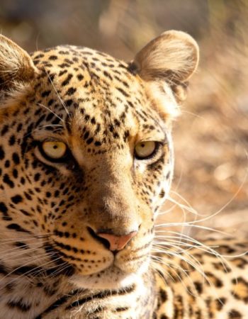 Chipangali Wildlife Orphanage | Attractions in Bulawayo | byolife.co.zw