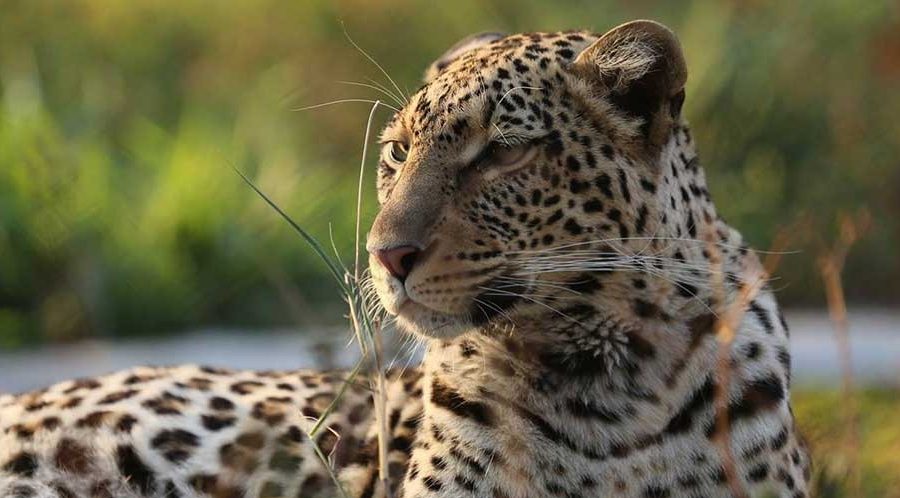 Leopard at Chipangali