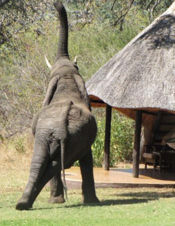 Imbabala Zambezi Safari Lodge (Temporarily closed)