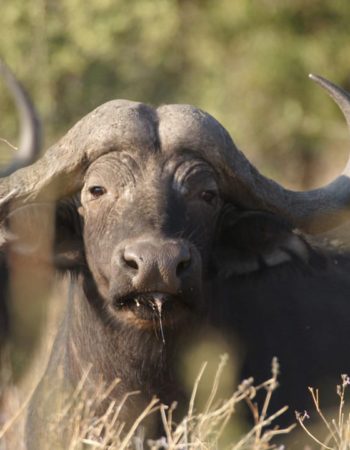 Imbabala Zambezi Safari Lodge (Temporarily closed)