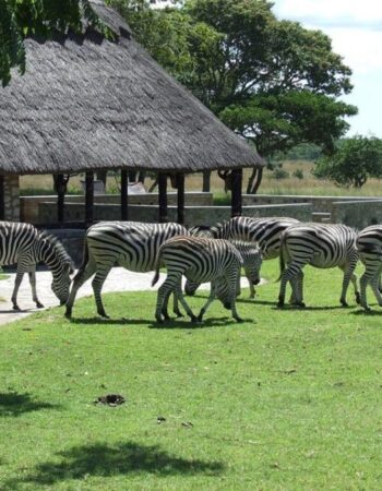 Jabulani Safaris