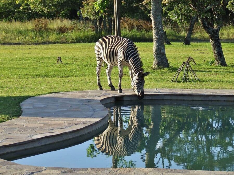 Zebra by Pool