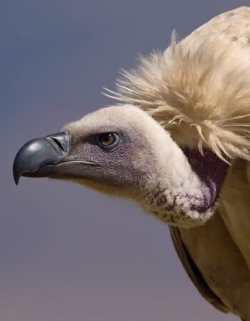 Jabulani Safaris