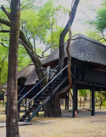 Tree Lodge at Sikumi