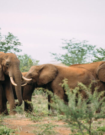The Elephant Camp