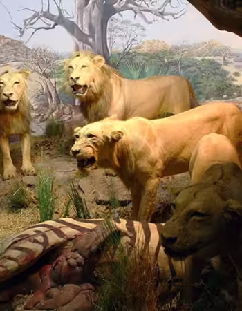 Natural History Museum of Zimbabwe