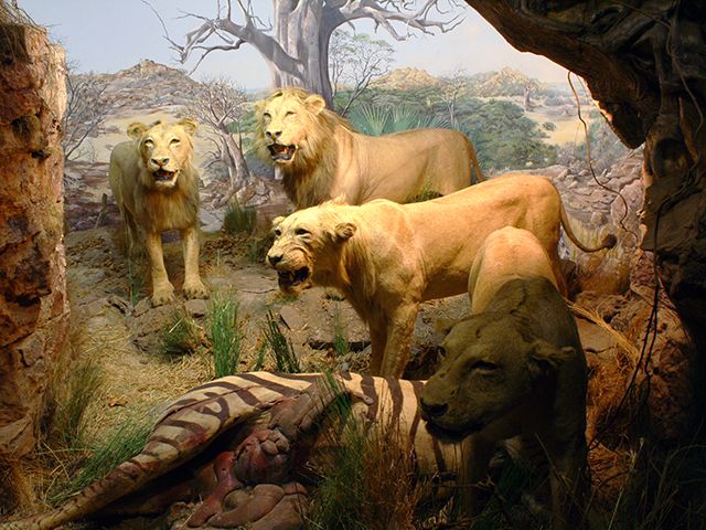 Natural History Museum of Zimbabwe