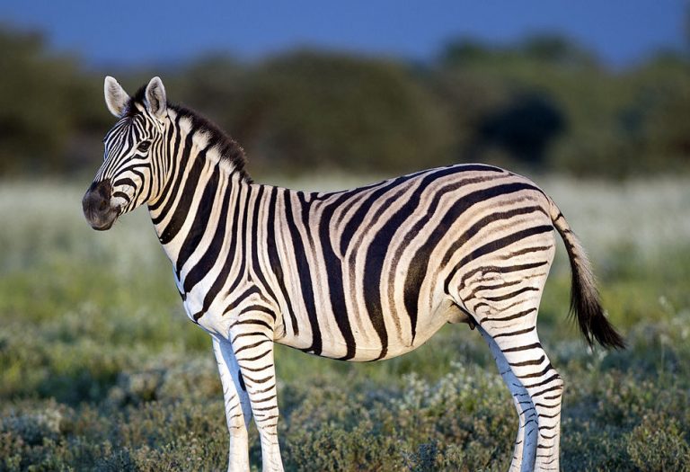 Tshabalala Game Sanctuary