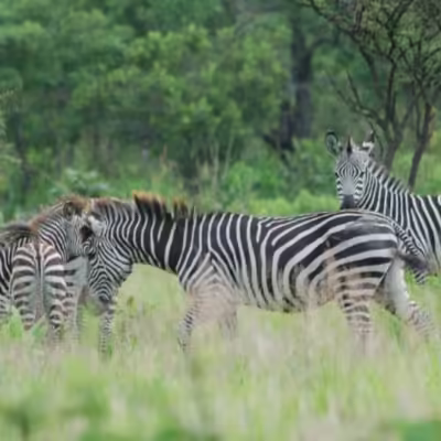 Tshabalala Game Sanctuary