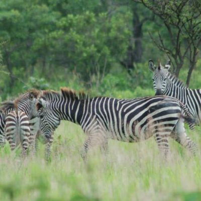 Tshabalala Game Sanctuary