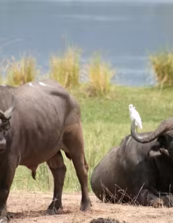 Mana Pools National Park