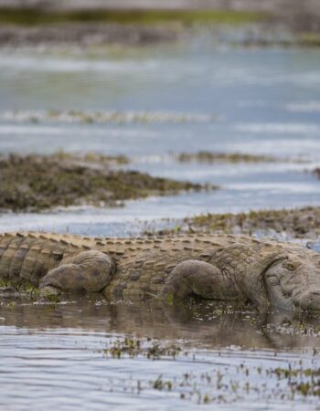 Mana Pools National Park