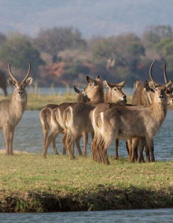 Mana Pools National Park