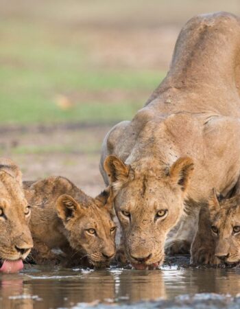 Mana Pools National Park