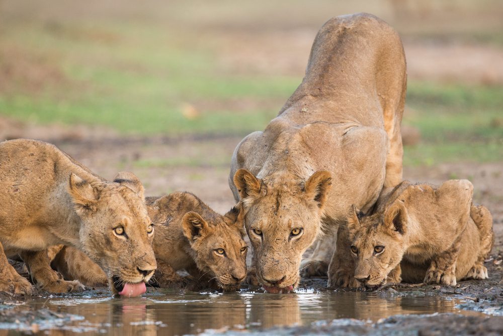lions drinking water at Mana Pools National Park_2