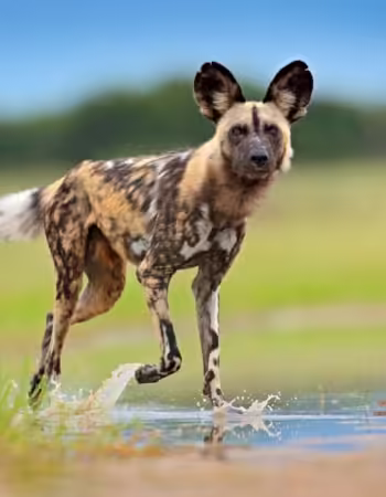 Mana Pools National Park