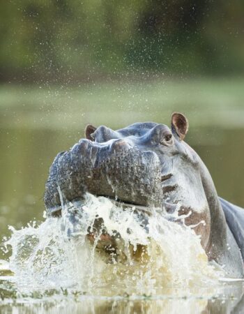 Mana Pools National Park