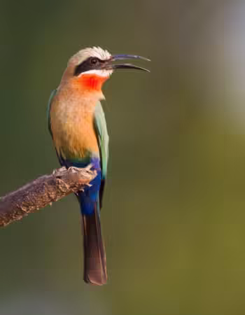 Mana Pools National Park