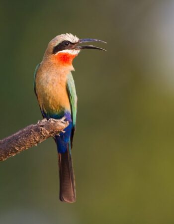 Mana Pools National Park