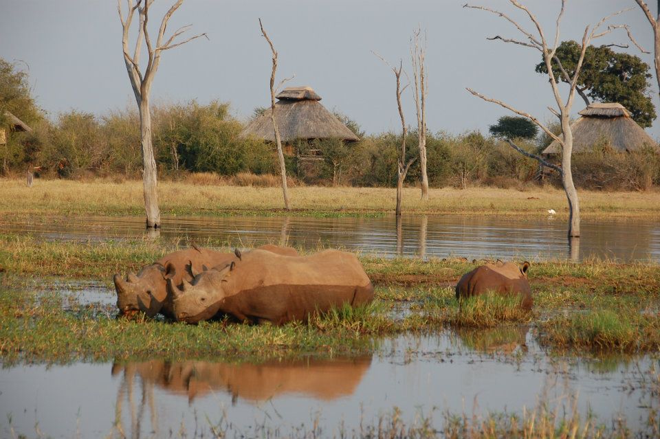 Rhino Safari Camp