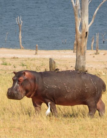 Rhino Safari Camp