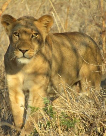 Chirundu Safari Lodge