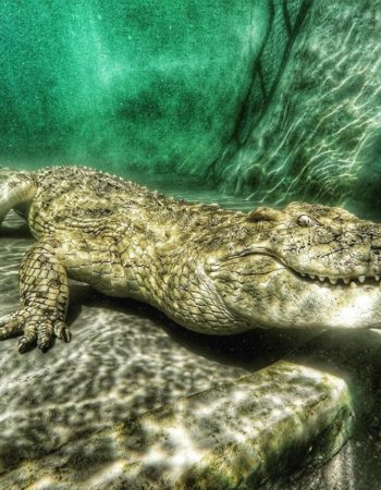Crocodile Cage Diving