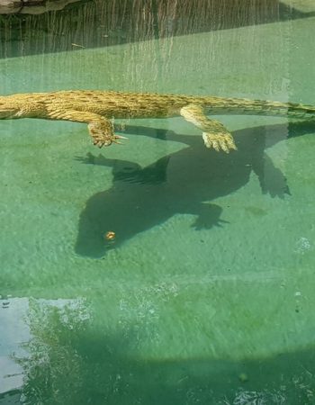 Crocodile Cage Diving