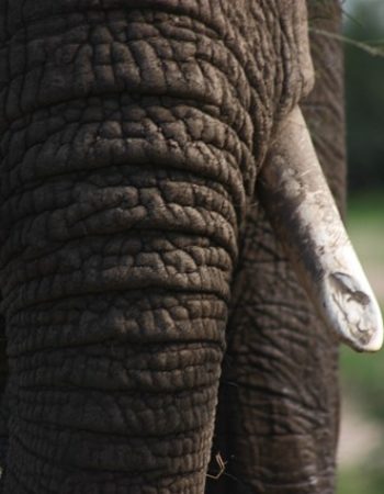 Tamarind Tented Camp
