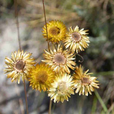 Chimanimani National Park