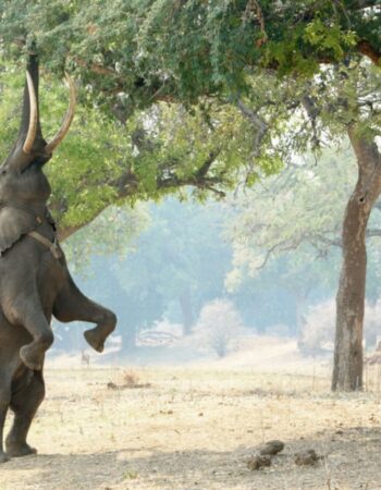 Mana Pools National Park