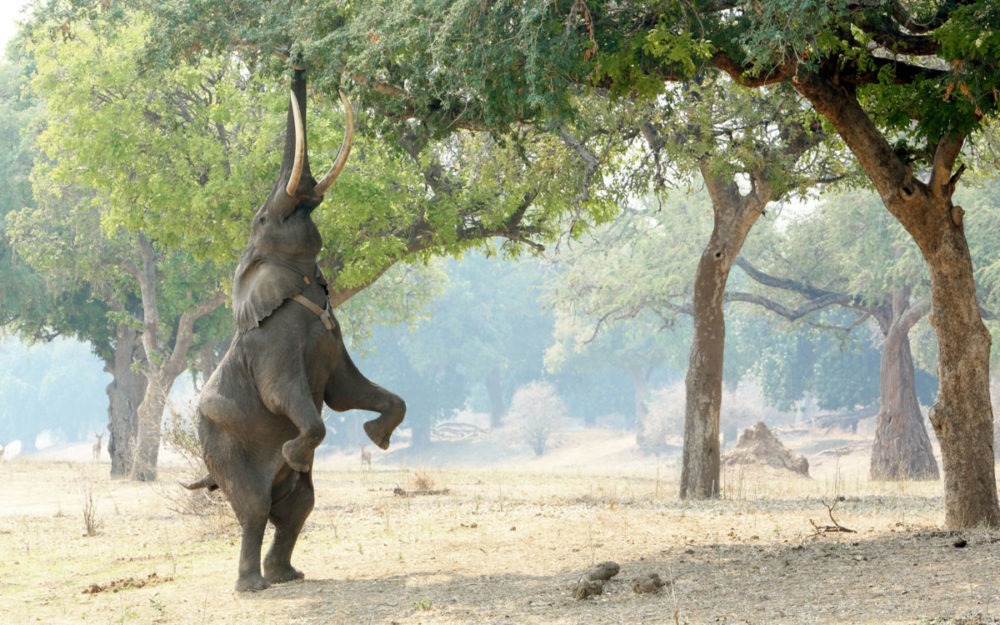 elephant feeding from top branches