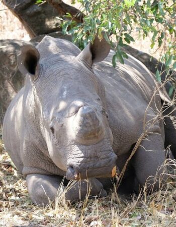 Hermits Peak Guest Lodge