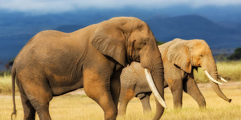 Elephants in ZImbabwe