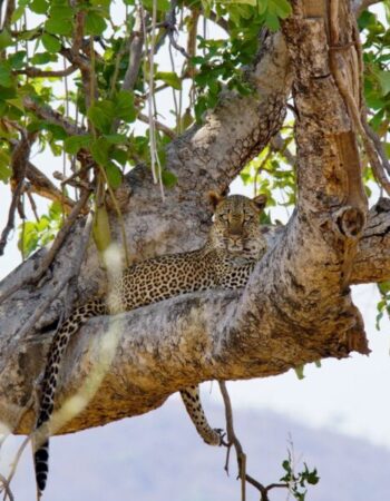 Kavinga Safari Camp