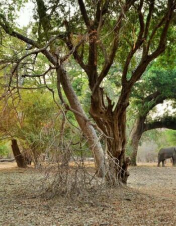 Mana Pools Safari Lodge