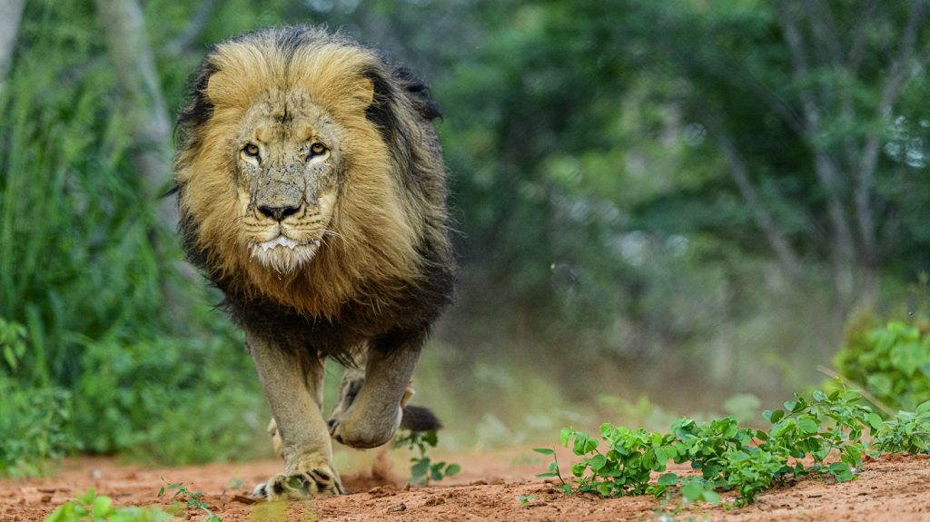 Lion dashing for a meal