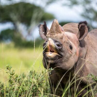 Imire Game Park & Lodges