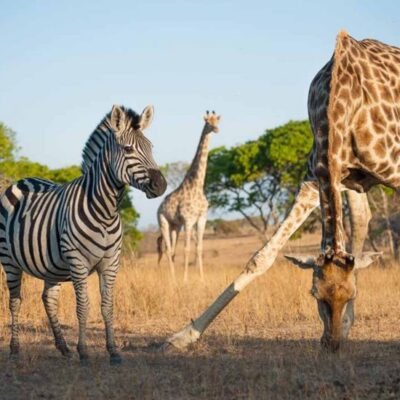 Imire Game Park & Lodges