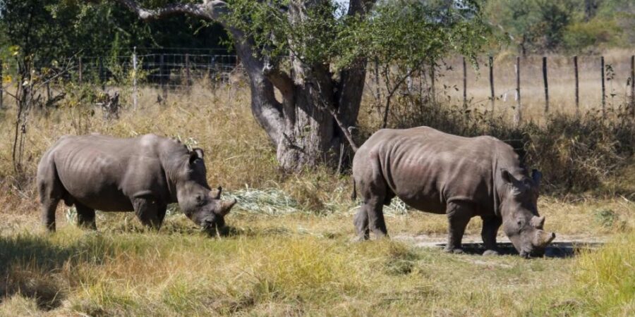 white rhinos hwange