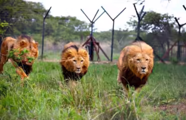Antelope Park