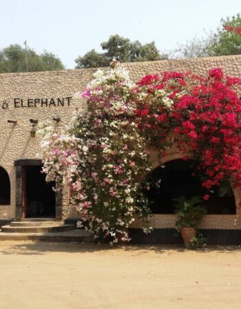 Lion and Elephant Motel