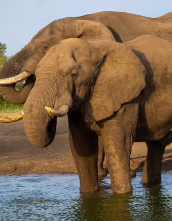 Malilangwe Wildlife Reserve