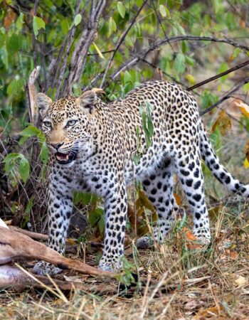 Malilangwe Wildlife Reserve