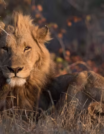 Malilangwe Wildlife Reserve