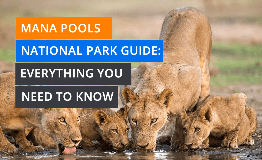 Mana Pools National Park Guide: Everything You Need to Know